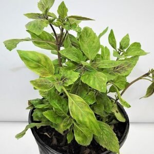 albahaca-morada-purple-basil-plant