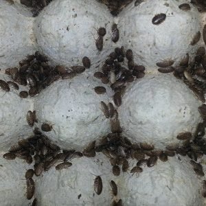 small-dubia-roaches-reptile-feed