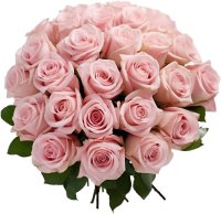 100 Pink Roses
