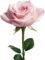 100 Pink Roses