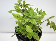 Albahaca Morada Plant