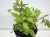 Albahaca Morada Plant