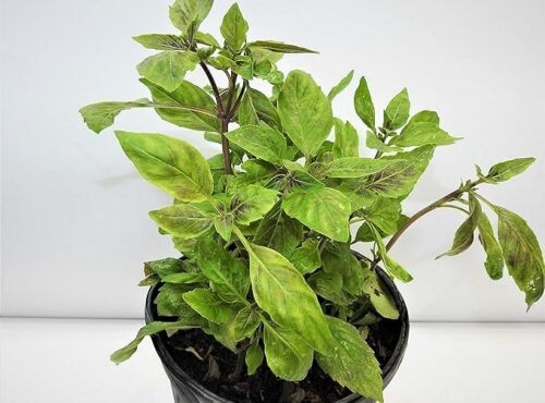 Albahaca Morada Plant