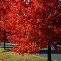 Autumn Blaze Maple Tree