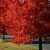 Autumn Blaze Maple Tree