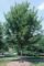 Autumn Blaze Maple Tree