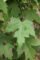 Autumn Blaze Maple Tree