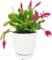 Christmas Cactus