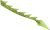 Green Dragon Tail