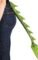 Green Dragon Tail