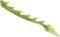 Green Dragon Tail