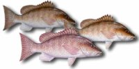 Mangrove Snapper Fillet