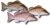 Mangrove Snapper Fillet