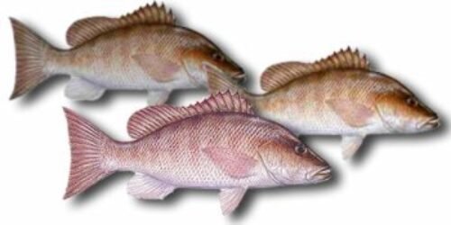 Mangrove Snapper Fillet