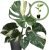 Monstera Thai House Plant