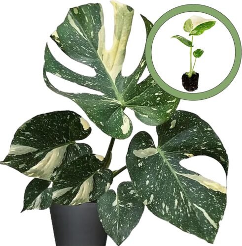 Monstera Thai House Plant