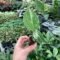 Monstera Thai House Plant