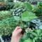 Monstera Thai House Plant