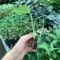 Monstera Thai House Plant