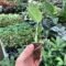 Monstera Thai House Plant