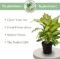 Monstera Thai House Plant