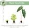 Monstera Thai House Plant