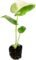 Monstera Thai House Plant