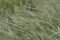 Perennial Ryegrass