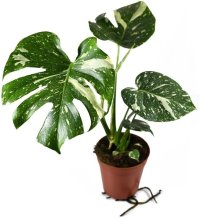 Thai Monstera Live Plant