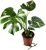 Thai Monstera Live Plant