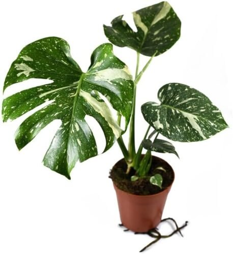 Thai Monstera Live Plant