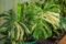 Thai Monstera Live Plant