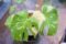 Thai Monstera Live Plant